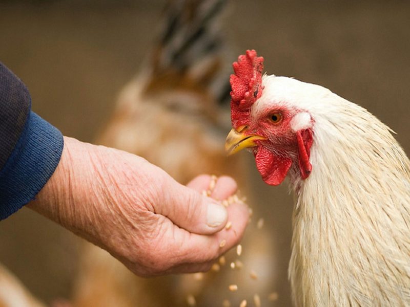 farmer-feeding-chicken